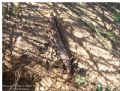 Chalcides ocellatus